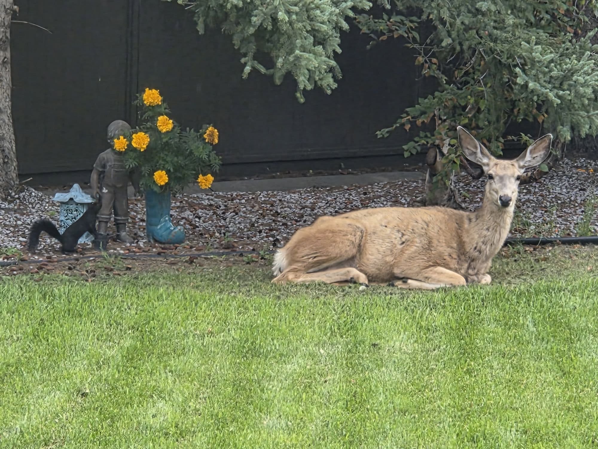 A deer rests on a lawn in Airdrie while a squirrel explores nearby. Photo / Haley Brietzke