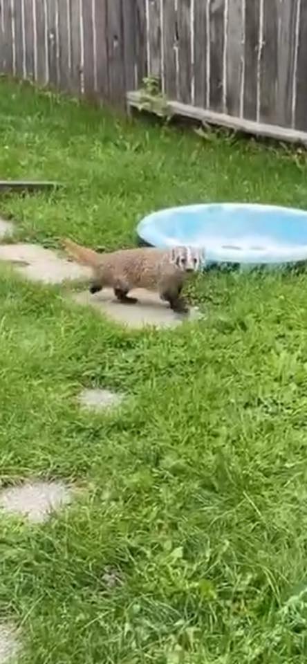 A badger moves through a yard in Thorburn on Aug. 15. Photo / Greg McIntosh