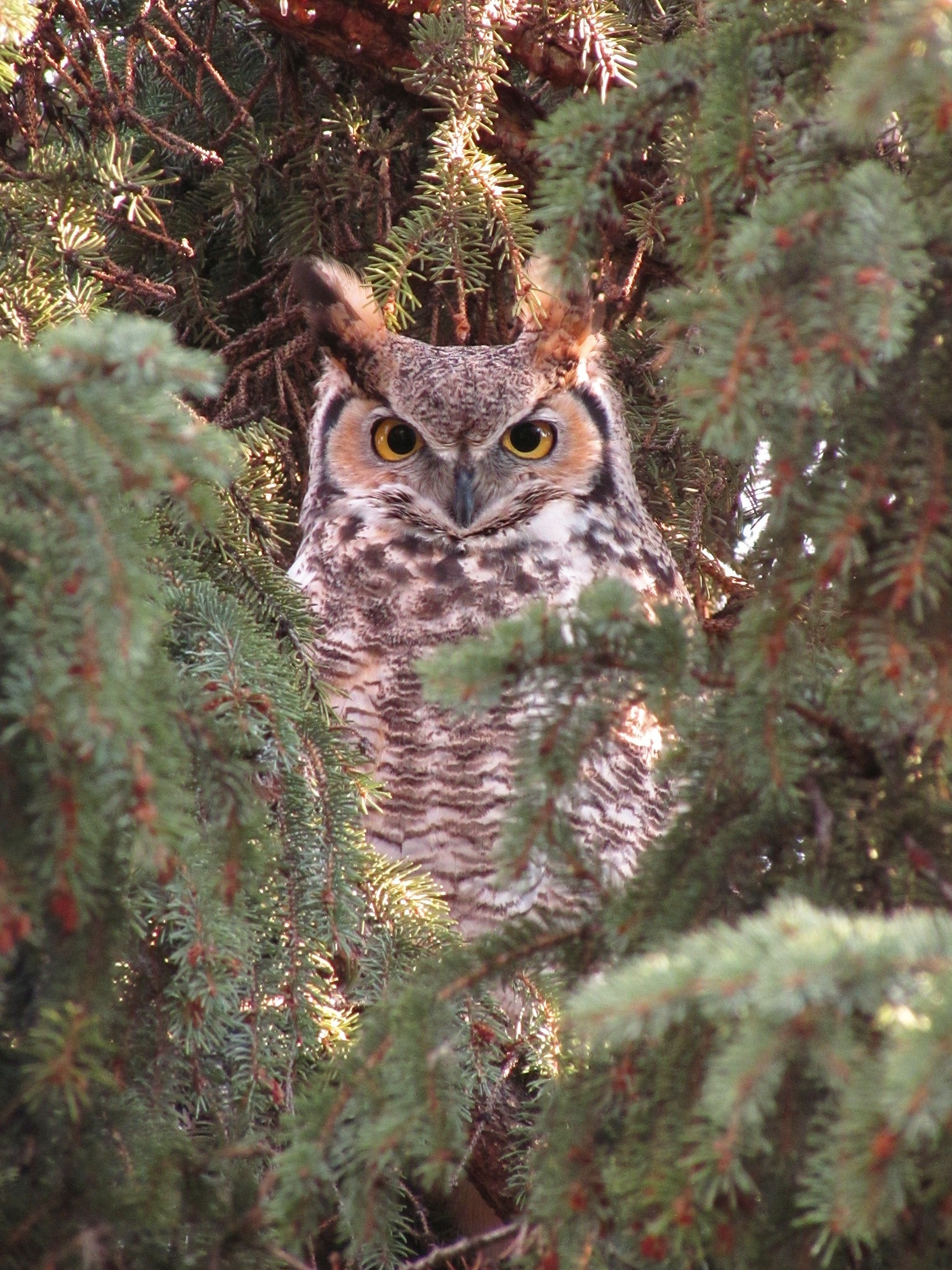 A great horned owl peers through the branches in Edgewater. Photo / Angela Stone