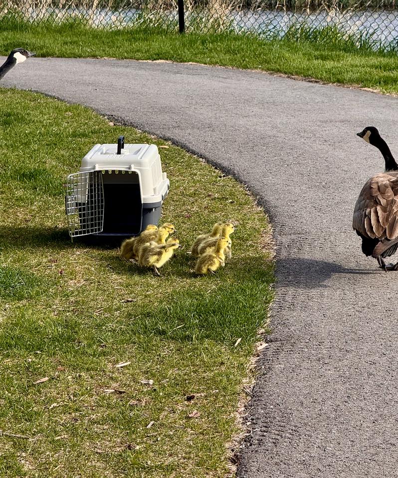 The goose family is carried to safety by firefighters after hatching on a balcony. Photo / Barbara Trudeau