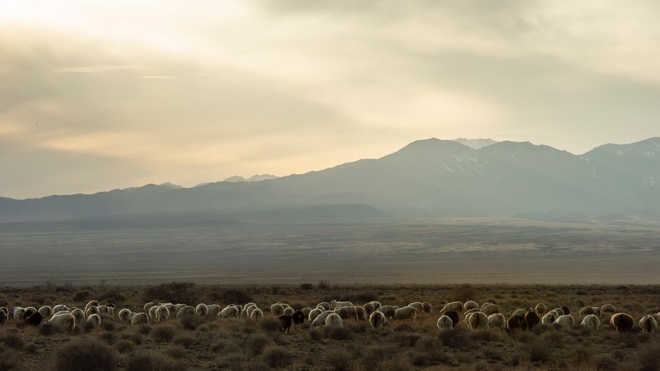 Sheep graze in a pasture with lots of small shrubs. Mountains are in the background