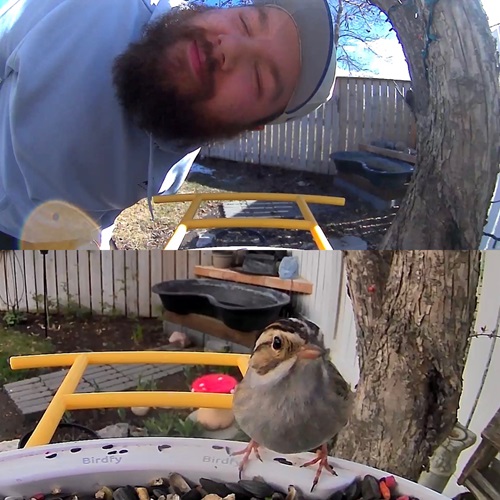 Bird feeder collage.JPG 