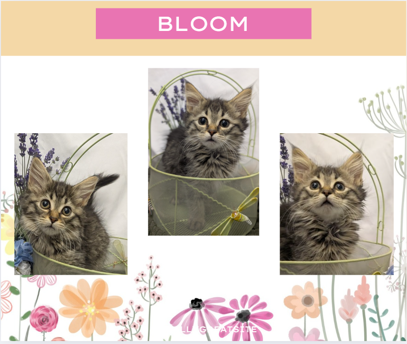 Bloom the cat