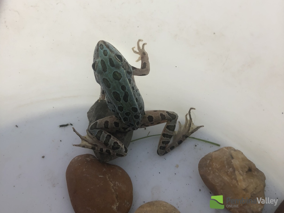 a blue leopard frog