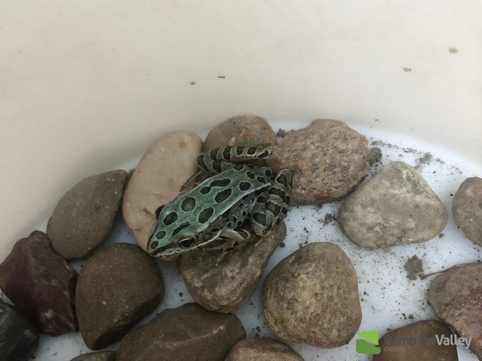 a blue leopard frog
