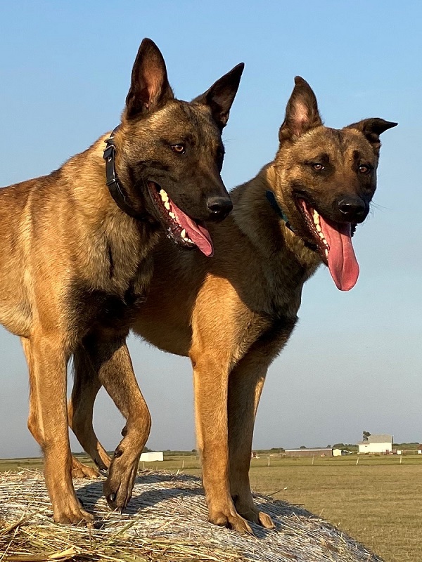 Cage and Bruce Saskatchewan K-9