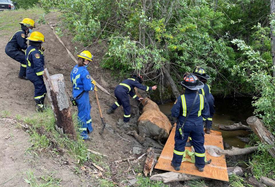 County of Grande Prairie Facebook - cow rescue (2)