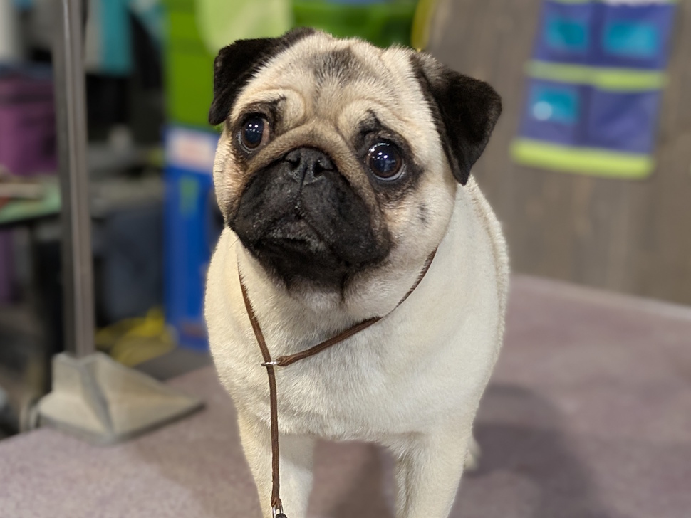 Frankie, a two-year-old pug from Calgary, sitting on a blue blanket at the Portage Kennel Club dog show.