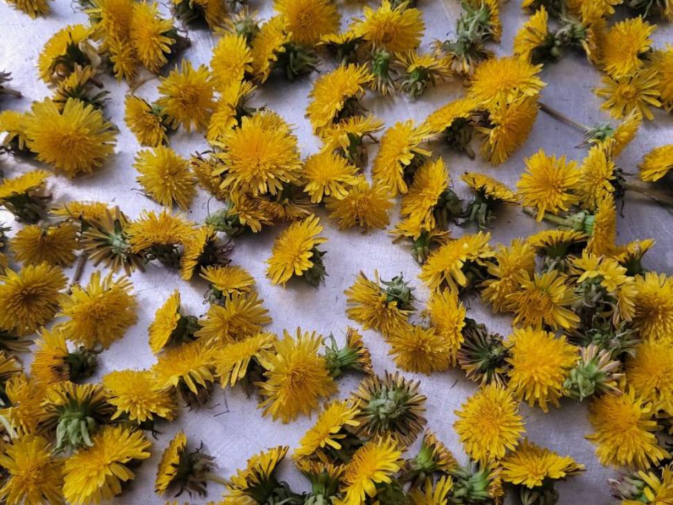 dandelion heads