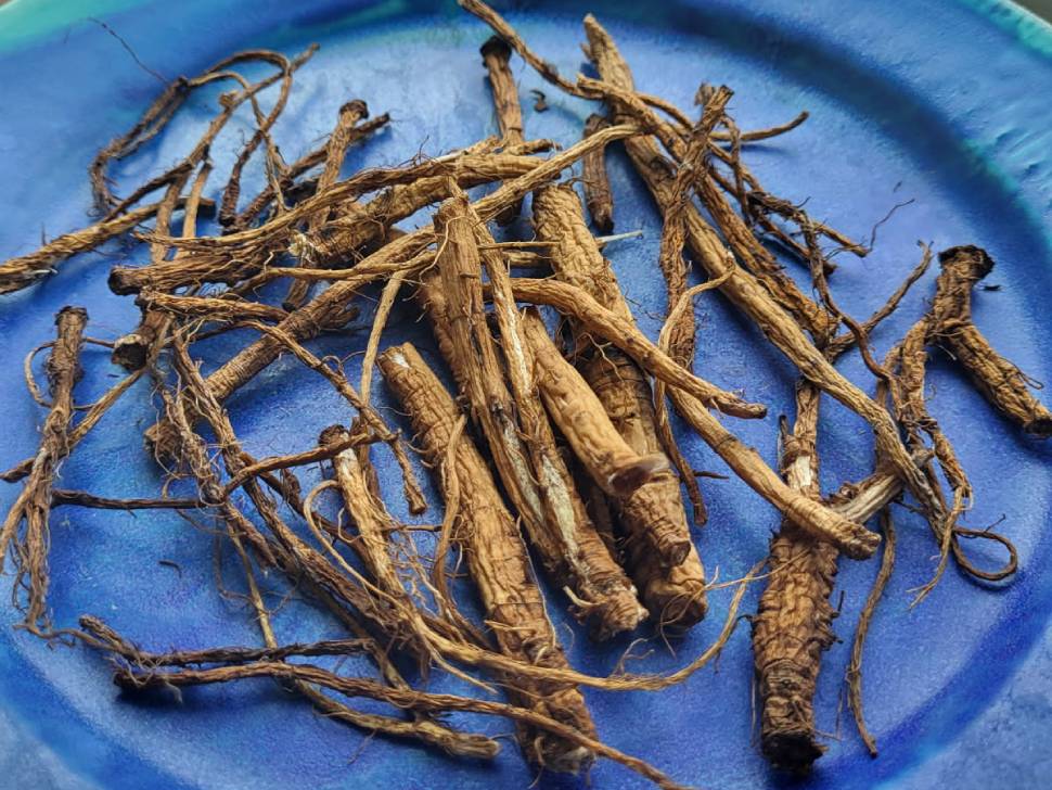 dandelion roots