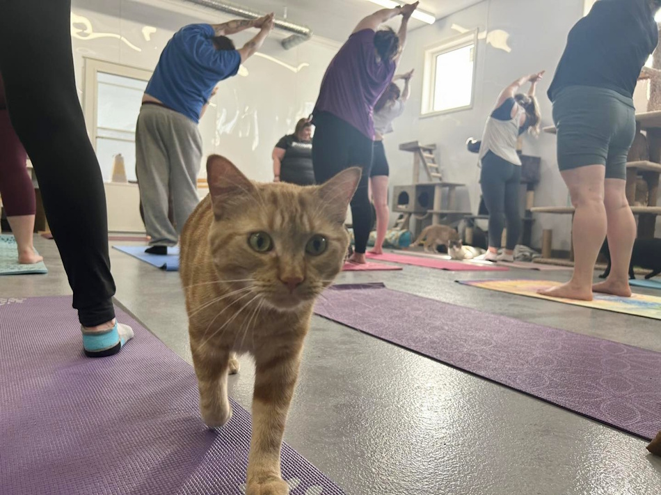 Flame stretching his legs between poses