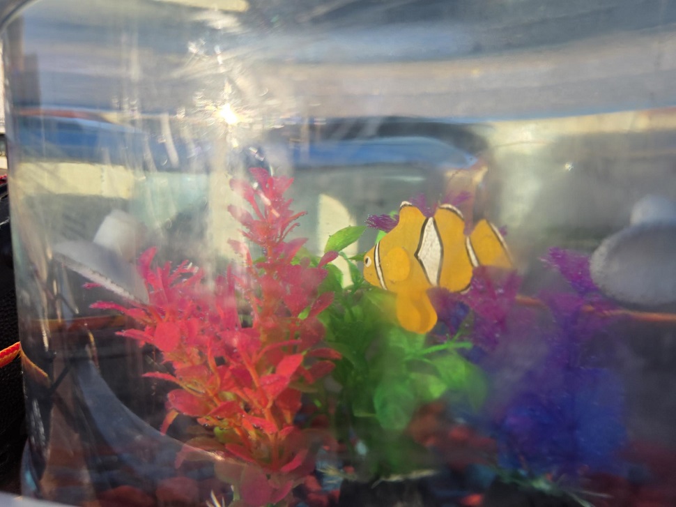 A close up of a plastic, not really, never-was-alive fish in the tank. 