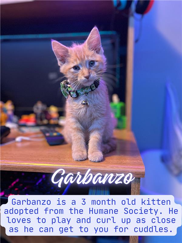 Garbanzo