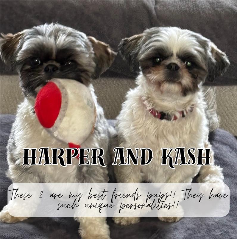 Harper and Kash
