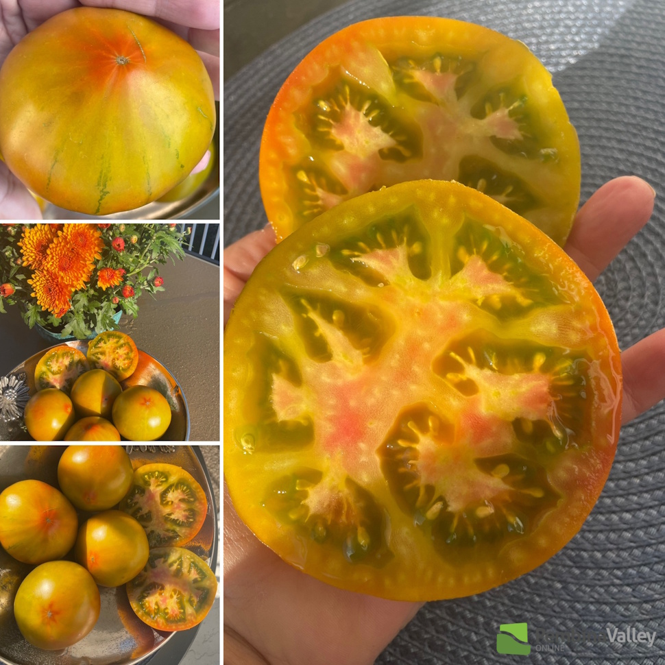 a collage of a bright orange tomato