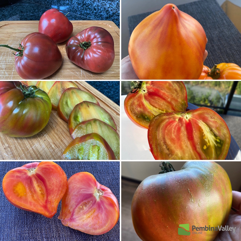 a collection of "designer" tomatoes
