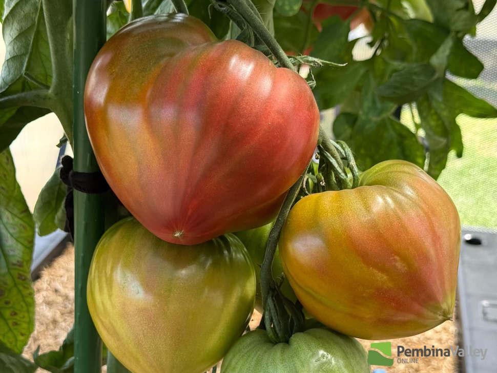pink and green tomatoes on a vine