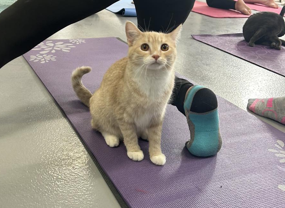 Lander practicing his yoga poses