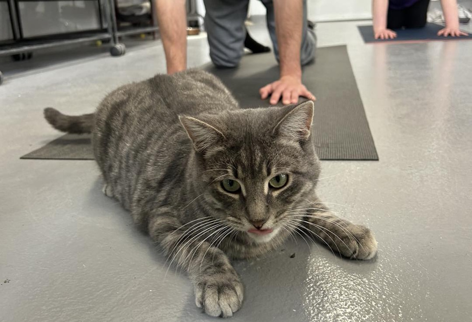 Legend lying on a yoga mat