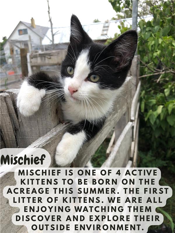Mischief