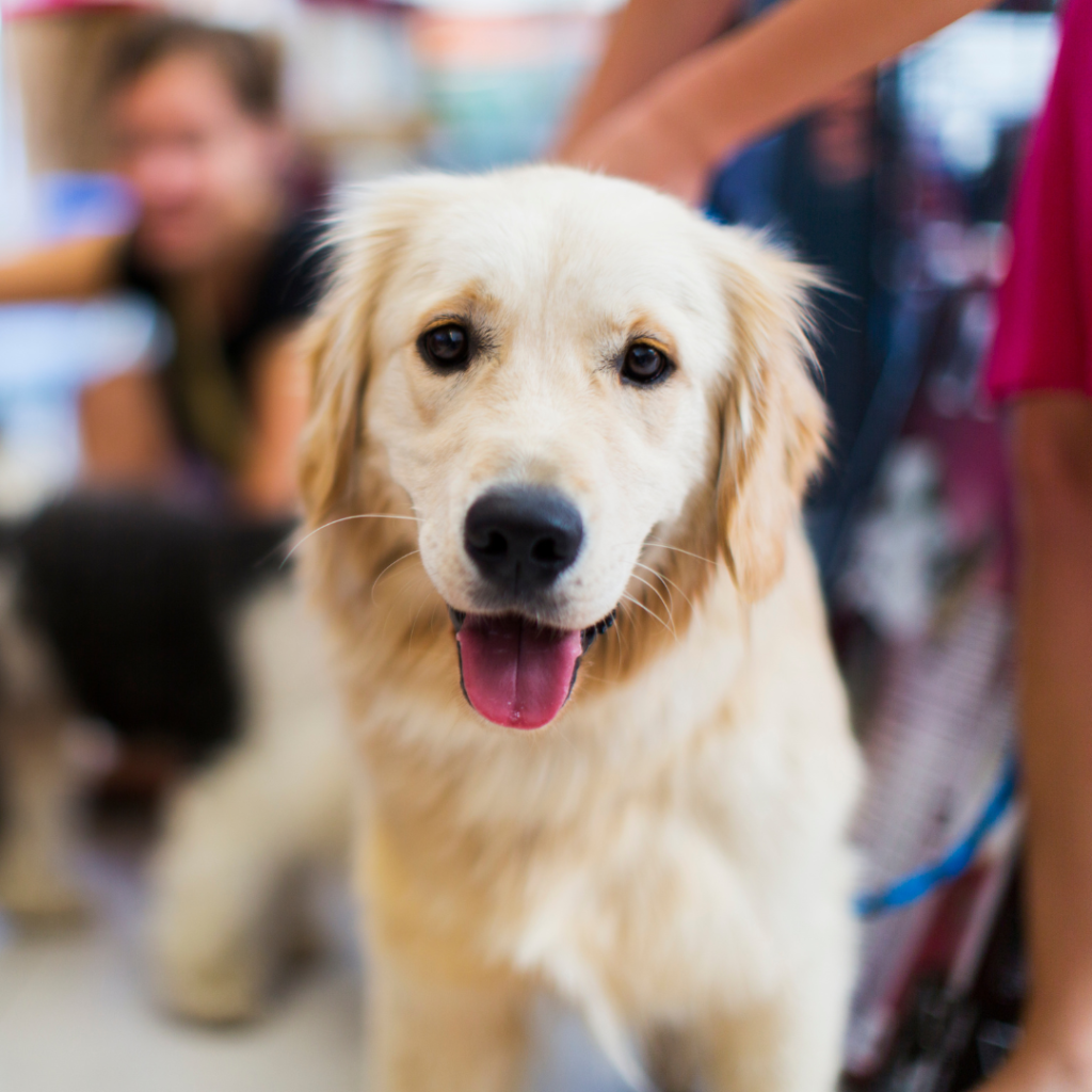 Pet Expo 2