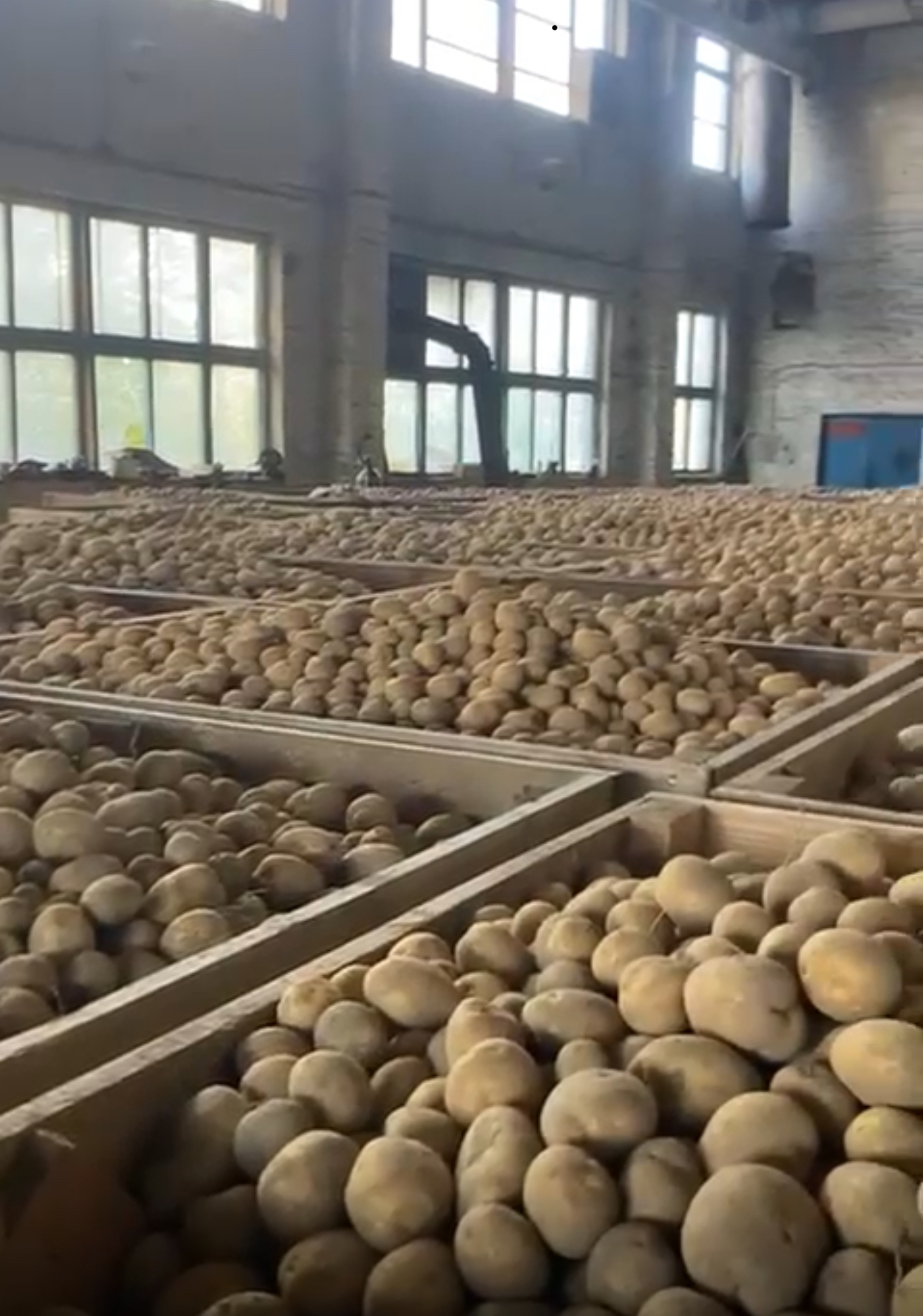 Thiessen's facility with potatoes in bins
