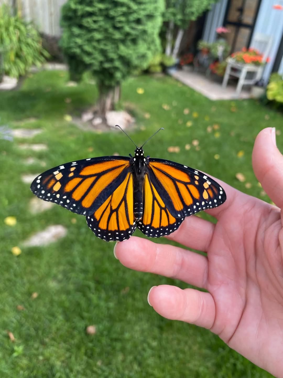 Rose Park holding one of the monarch butterflies she harvested to prevent it being eaten by a bird or a wasp