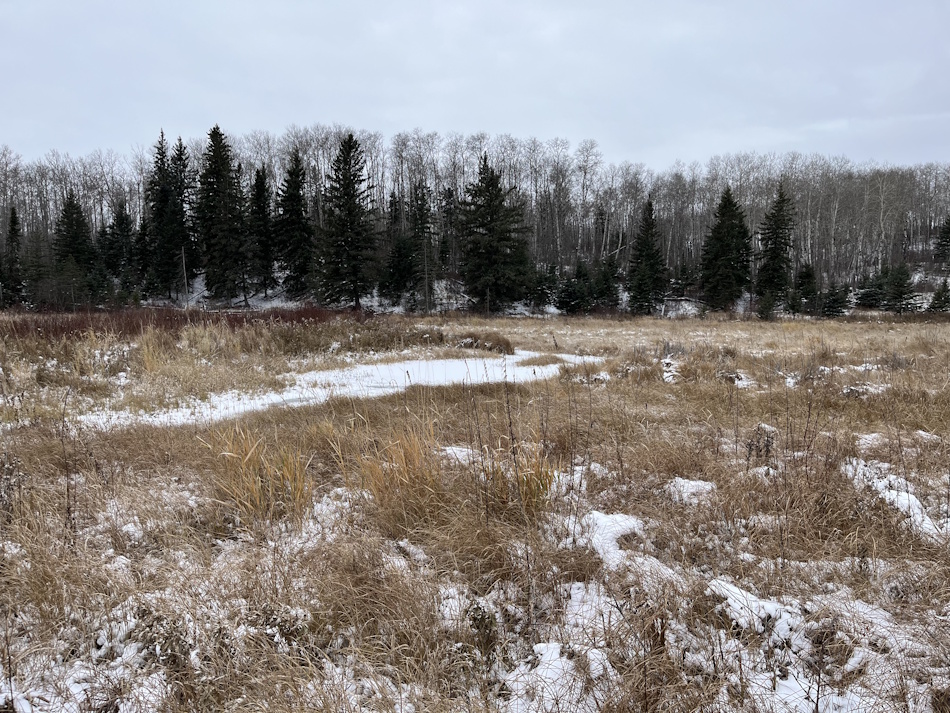 A Spruce Forest near San Clara, just North of Roblin