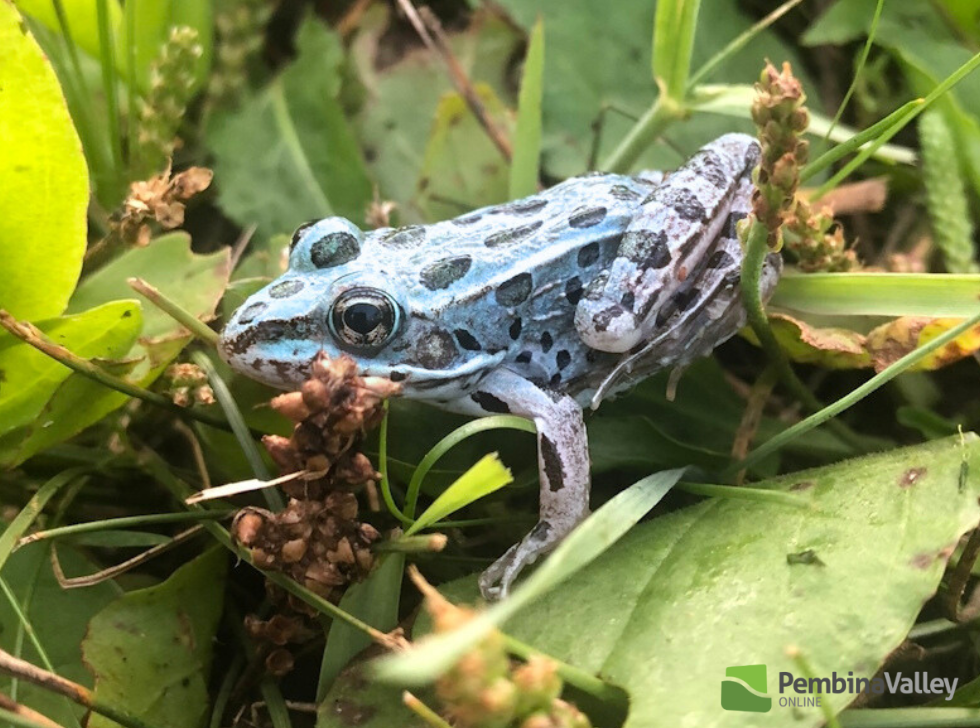 Blue frog
