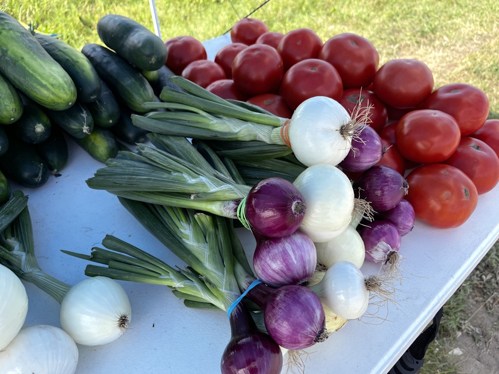 Close-up of freshly harvested tomatoes and onions displayed on a market table.