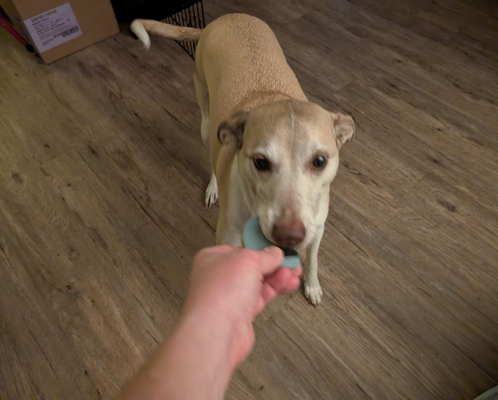 A dog eating the hot chocolate cookie treat.