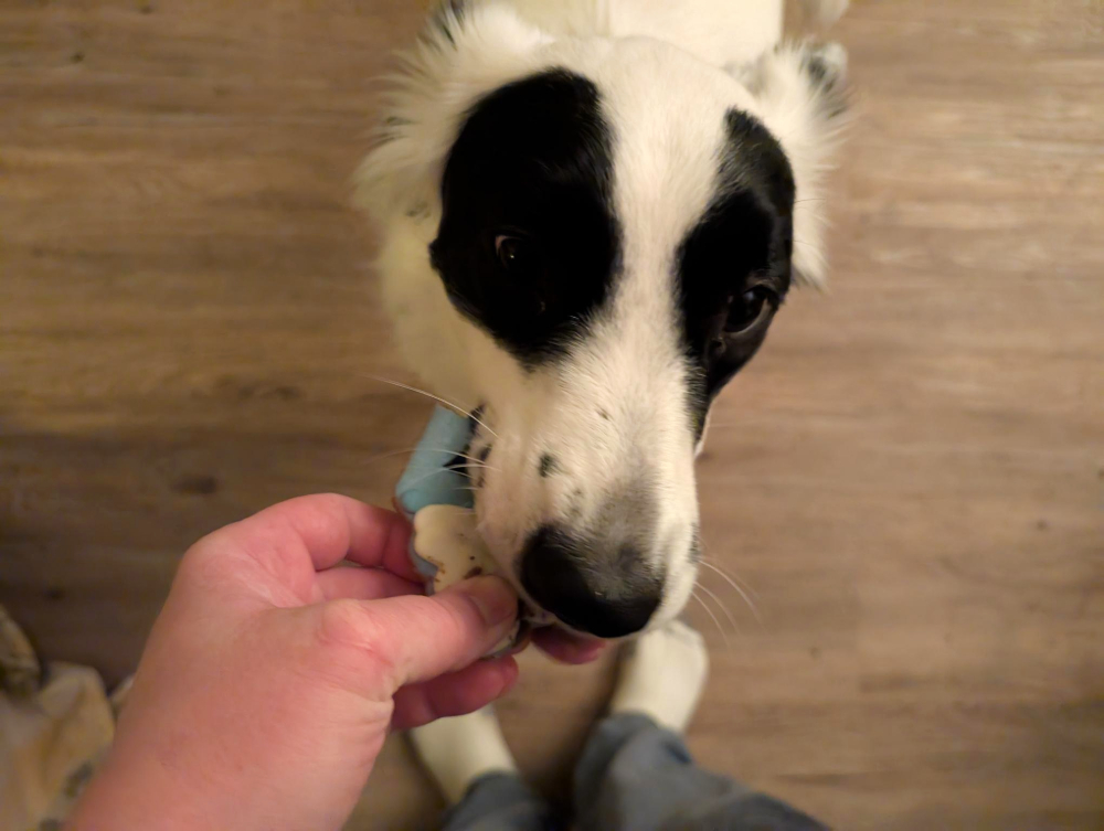 A dog eating the hot chocolate cookie treat.