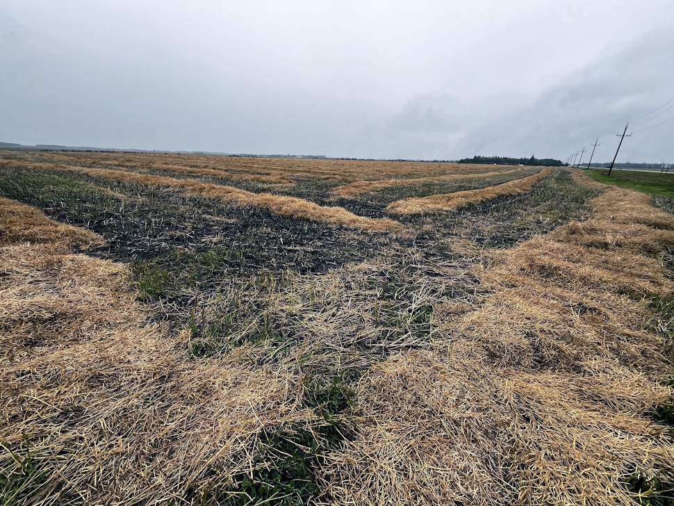 Canola swaths lie in a field near Notre Dame, ready for harvest under partly cloudy skies.