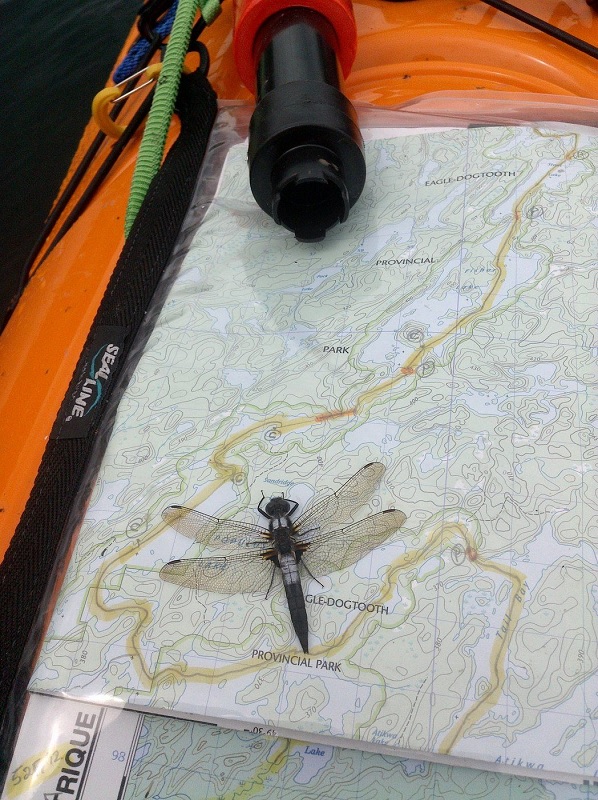A dragonfly sits on a map resting on Jim Duncan's kayak, in this handout photo, near Kenora, Ont., on July 9, 2019. THE CANADIAN PRESS/Handout - Jim Duncan (Mandatory Credit)