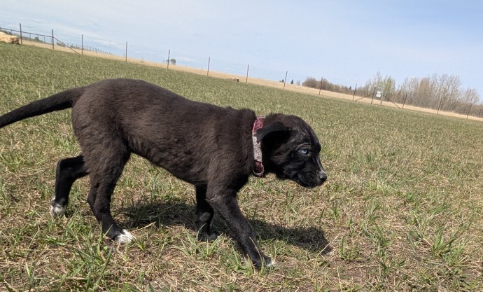 cochrane humane puppy dog cute park