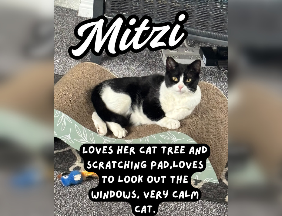 meow 1