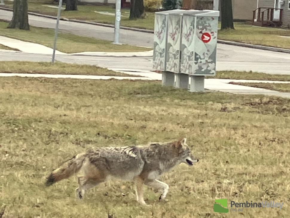 Photo of a rural coyote. Submitted by Province of Manitoba Conservation.