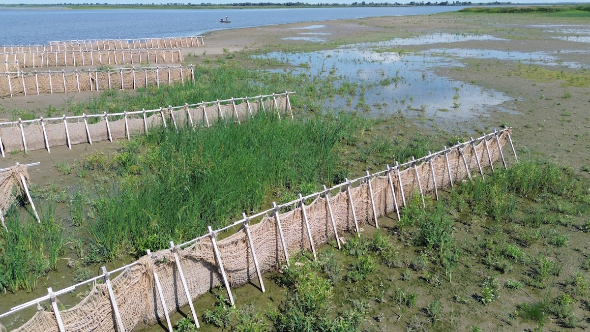 Close-up view of plant growth at the baffle structures, which is taller, denser, and more diverse than the rest of the shoal, as well as similar shoals nearby.