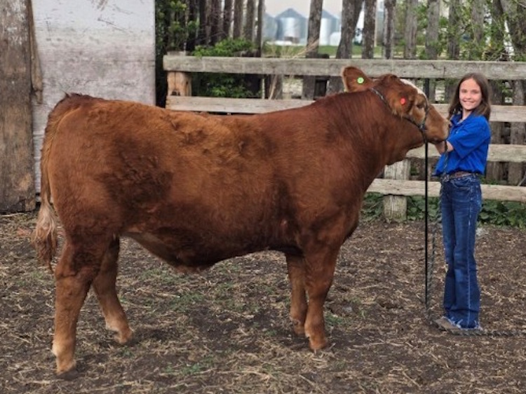 Paityn Lambert, 10, from Portage, poses with her Simmental/Angus cross steer, Zach, at the Portage Ex.