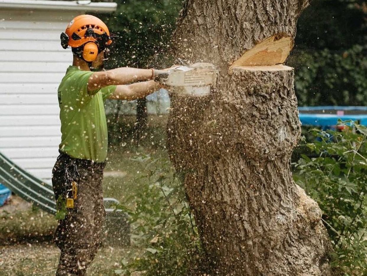 an arborist cuts a notch in a large tree stump