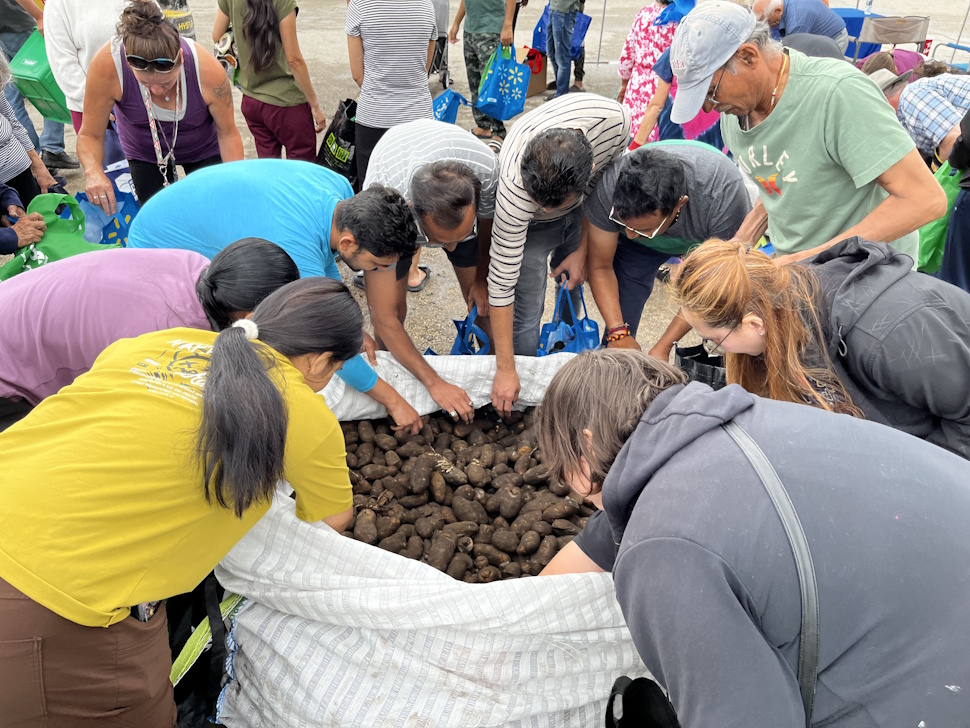 Community members gather around large totes, collecting free potatoes during the giveaway event.