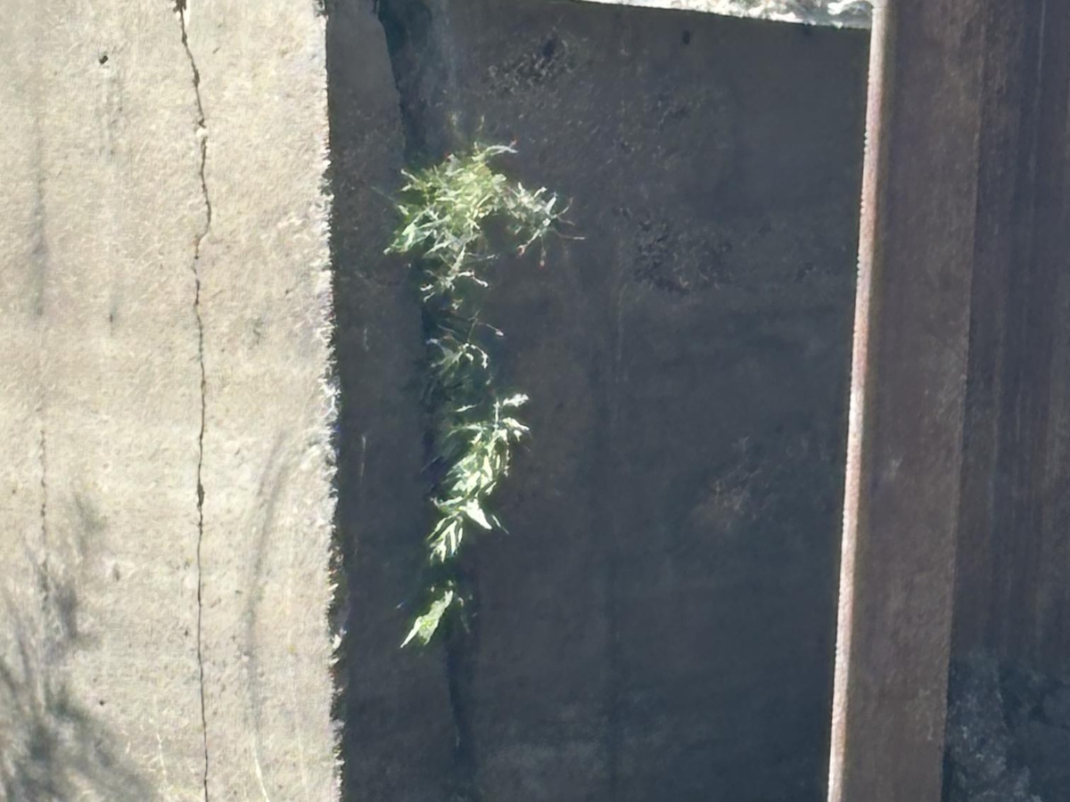 a close-up of the concrete cracking that has prompted the decision to remove the box culvert