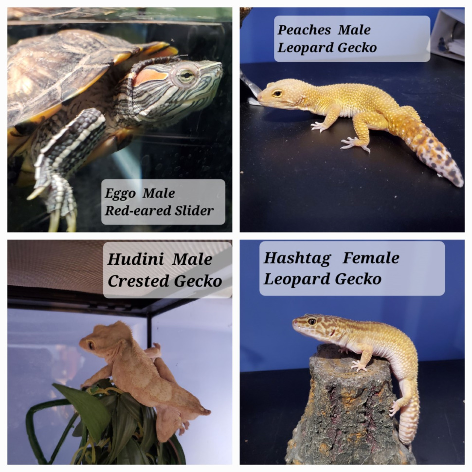 school fosters reptiles and helps students their