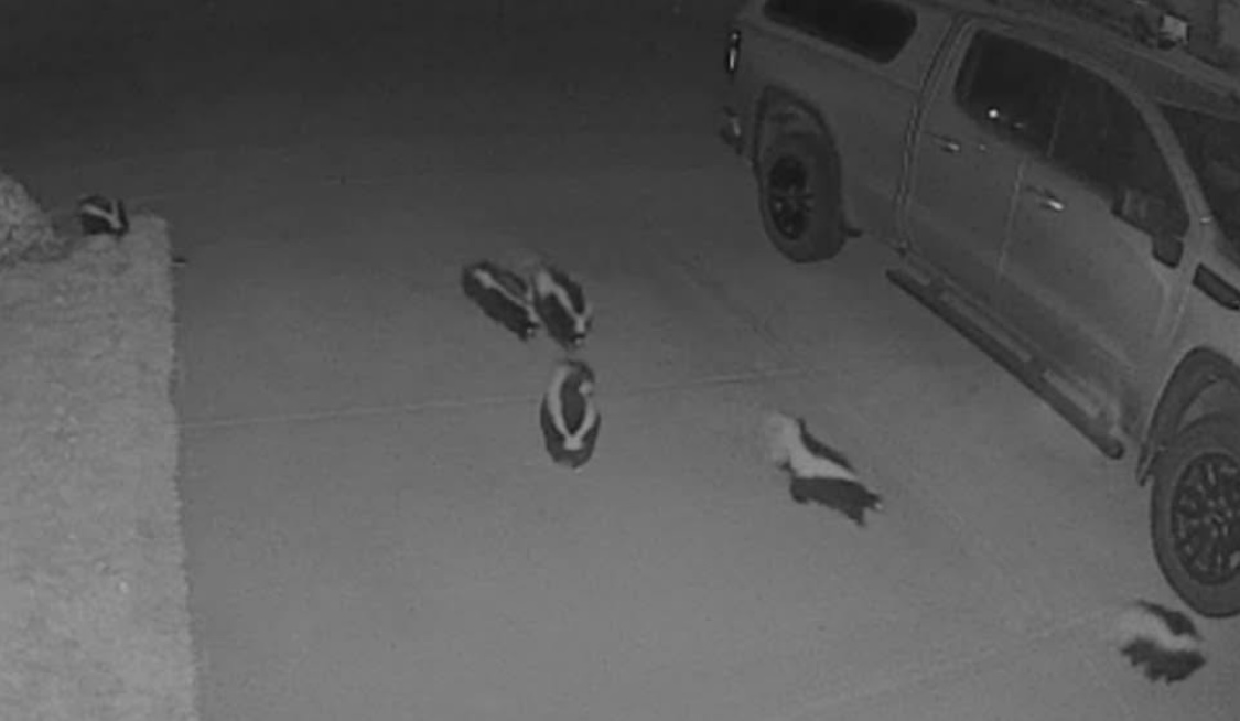 A group of skunks moves across a driveway in Sunridge. Photo / Kinds Tufts Prokopchuk