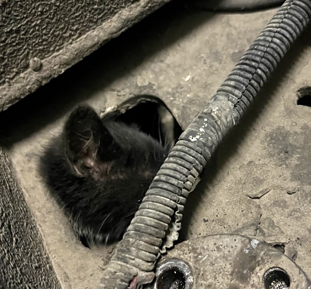 A kitten who is estimated to be 3-4 months old ended up needing to be rescued after it was stuck in a garbage truck. (Photo provided by Brian Borys)