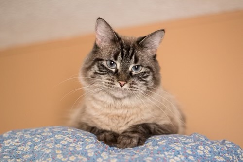 Roo another cat that Borys had rescued was taken in and found her forever home quickly. (Photo provided by Brian Borys)