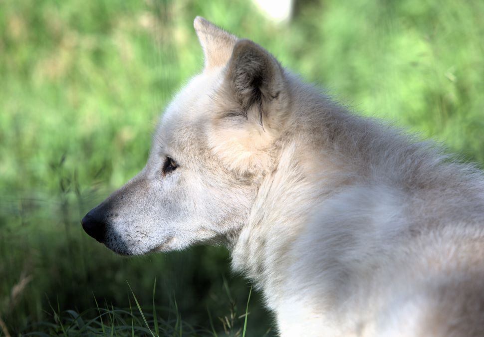 wolfdog