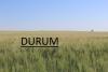 durum july 2022 crop check
