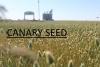 canary seed july harvest