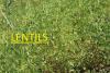 lentils field peas pulses